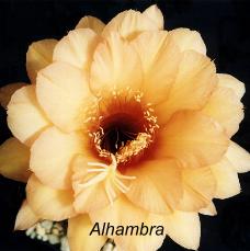 Tr. Alahambra.4.1.jpg 